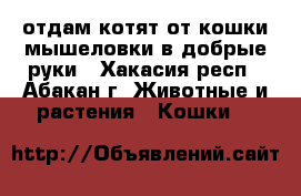 отдам котят от кошки мышеловки в добрые руки - Хакасия респ., Абакан г. Животные и растения » Кошки   